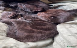 Bengal cats for sale: Kittens - Image 2