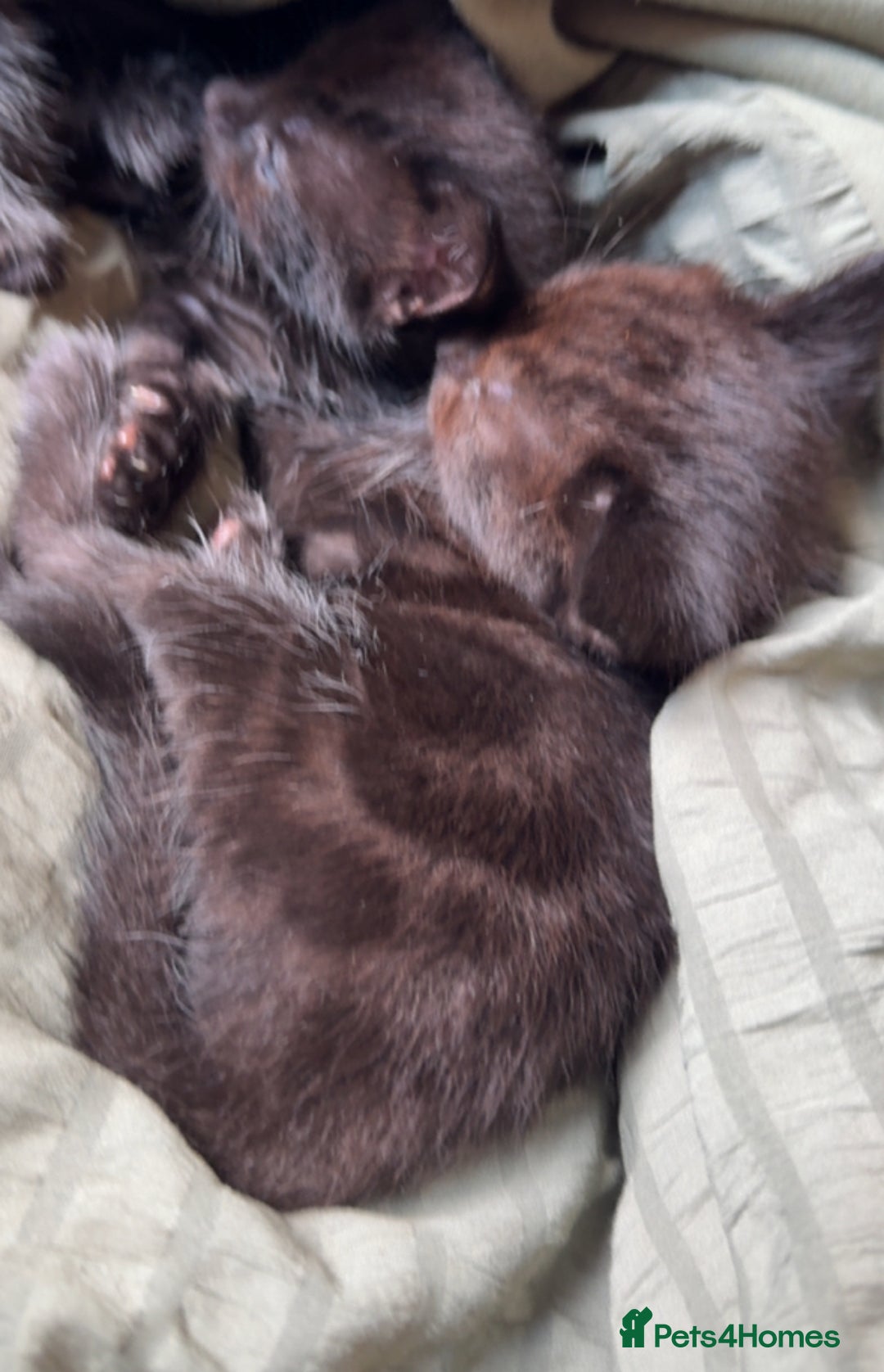 Bengal cats for sale: Kittens - Image 2
