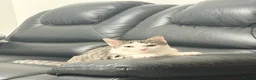 Domestic Shorthair cats for sale: Beautiful Domestic Short Hair  in Leicester - Advert 7