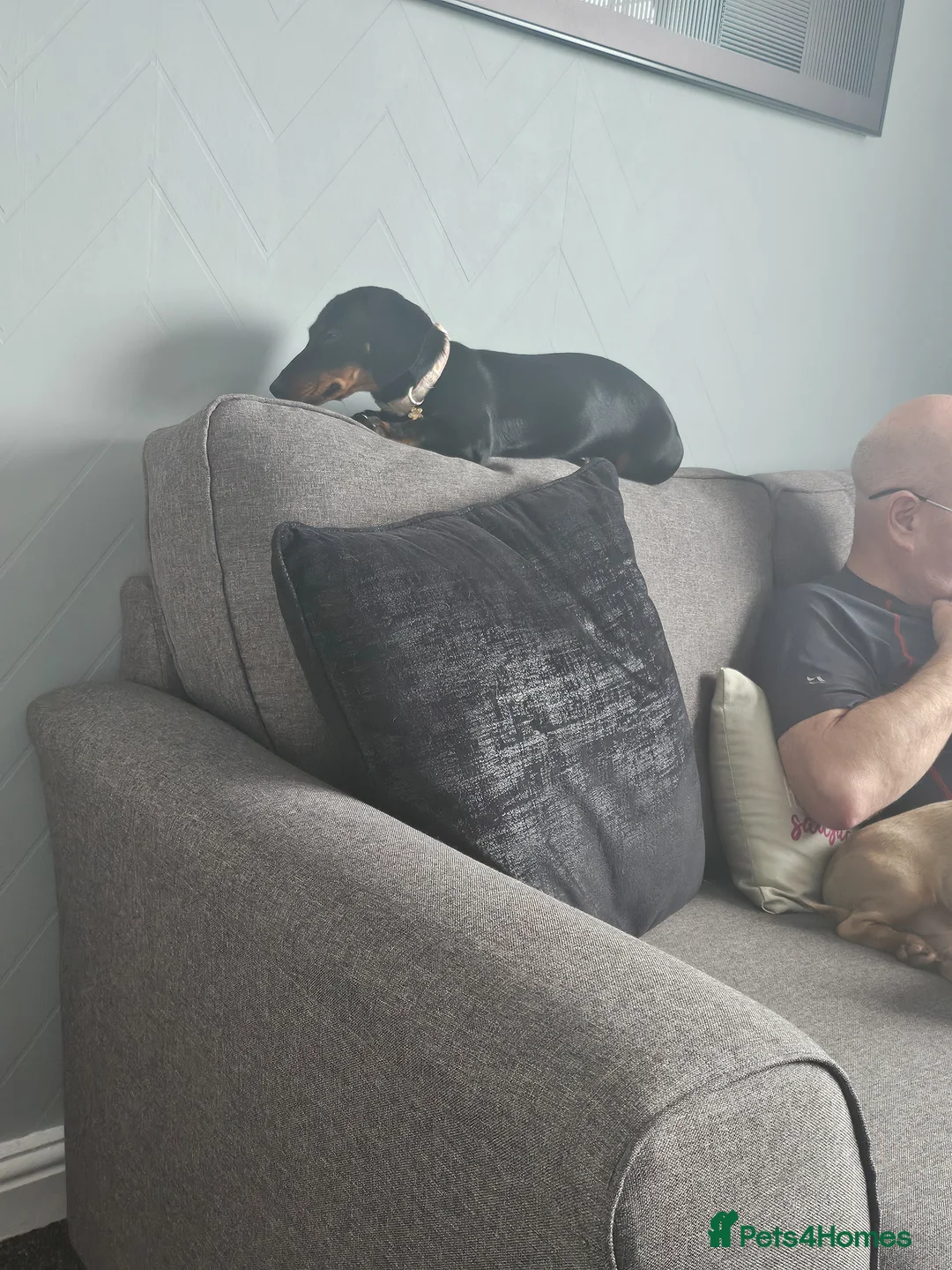 Dachshund dogs for sale: 7 month little girl in Stoke-on-Trent - Advert 2