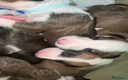 English Bull Terrier dogs for sale: English bull terriers  - Image 13
