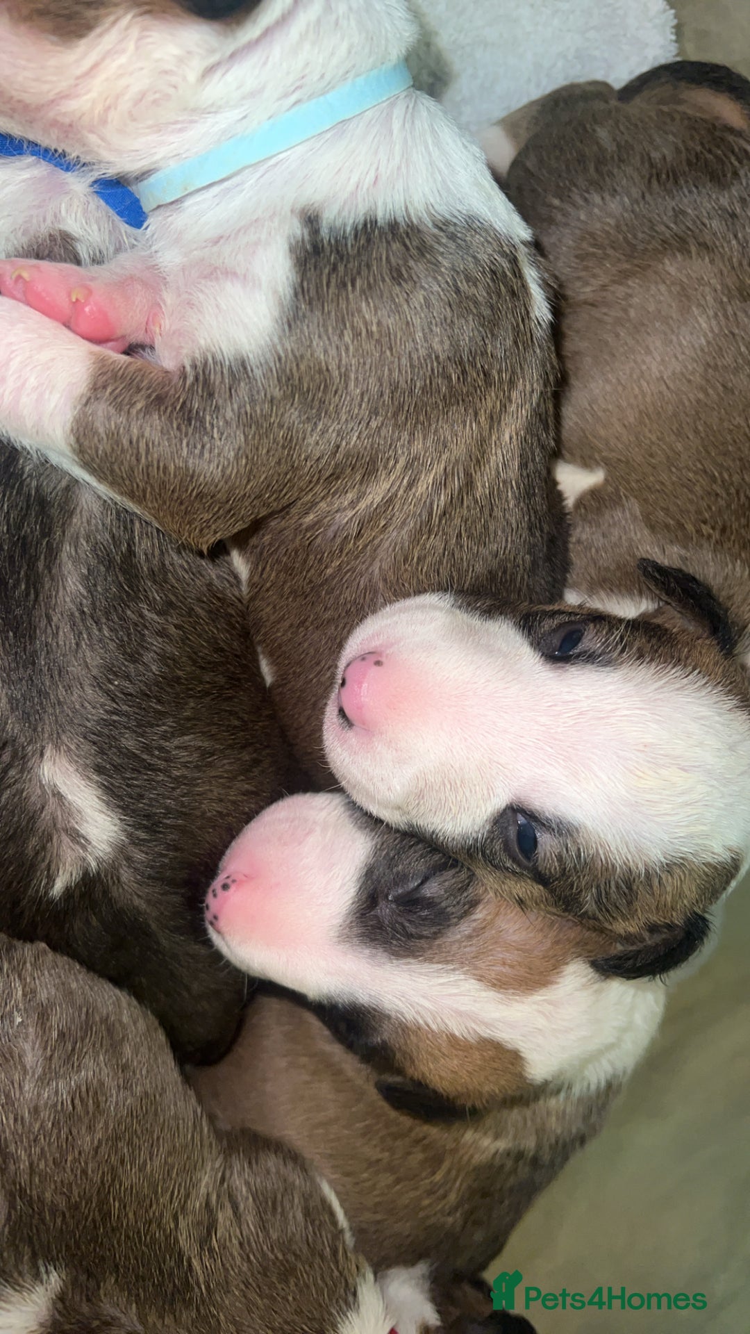 English Bull Terrier dogs for sale: English bull terriers  - Image 13