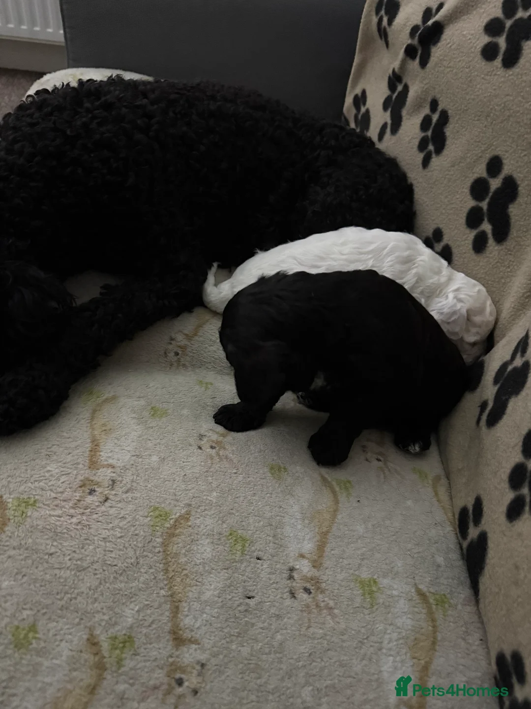 Mixed Breed dogs for sale: Cockapoo x Shihpoo male puppies in Gainsborough - Advert 3