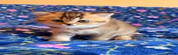 Scottish Fold cats for sale: Pedigree Scottish fold kittens - Advert 7