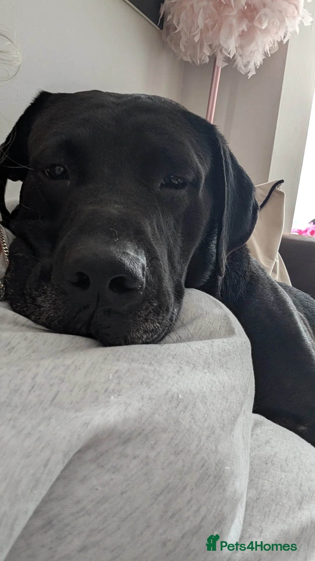 Mixed Breed dogs for sale: For rehoming  - Advert 7