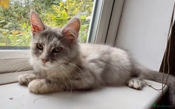 Maine Coon cats for sale: Maine coon kittens  - Image 1