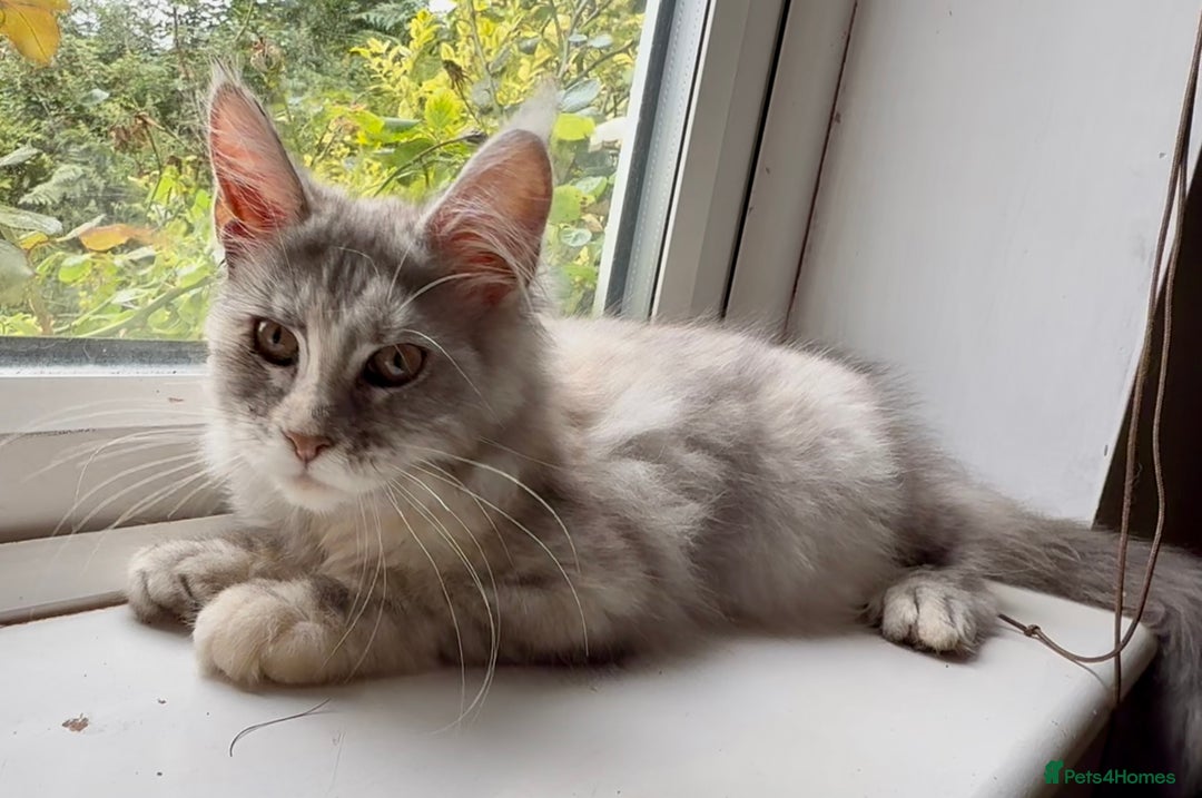 Maine Coon cats for sale: Maine coon kittens  - Image 1