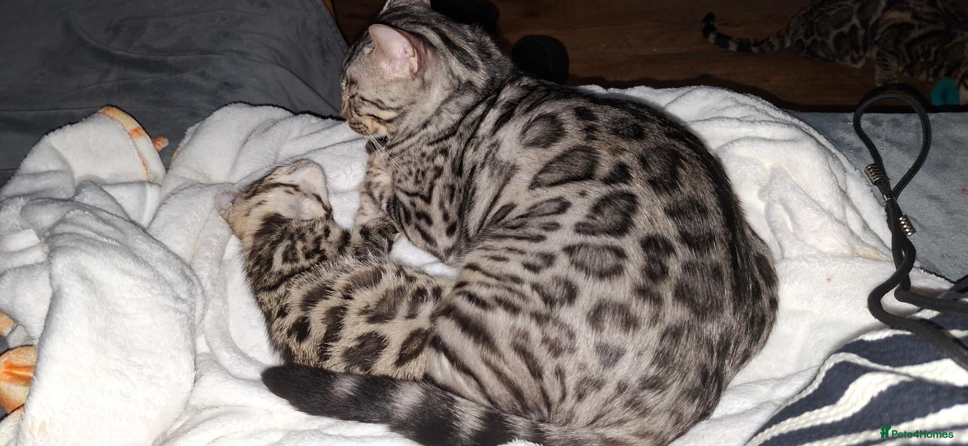 Bengal cats Stunning Bengal kitten  - Advert 2