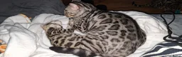 Bengal cats for sale: Stunning Bengal kitten  - Advert 2