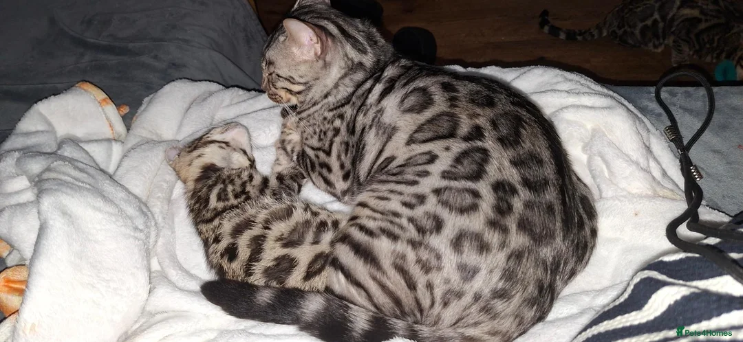 Bengal cats for sale: Stunning Bengal kitten  - Advert 2