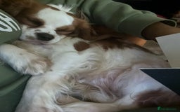 Cavalier King Charles Spaniel dogs for sale: Beautiful Kc Cavalier king charles  - Image 3