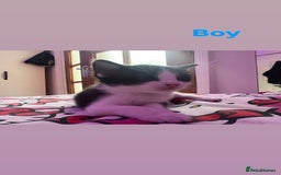 Domestic Shorthair cats for sale: Beautiful Kittens For Sale!! - Image 3