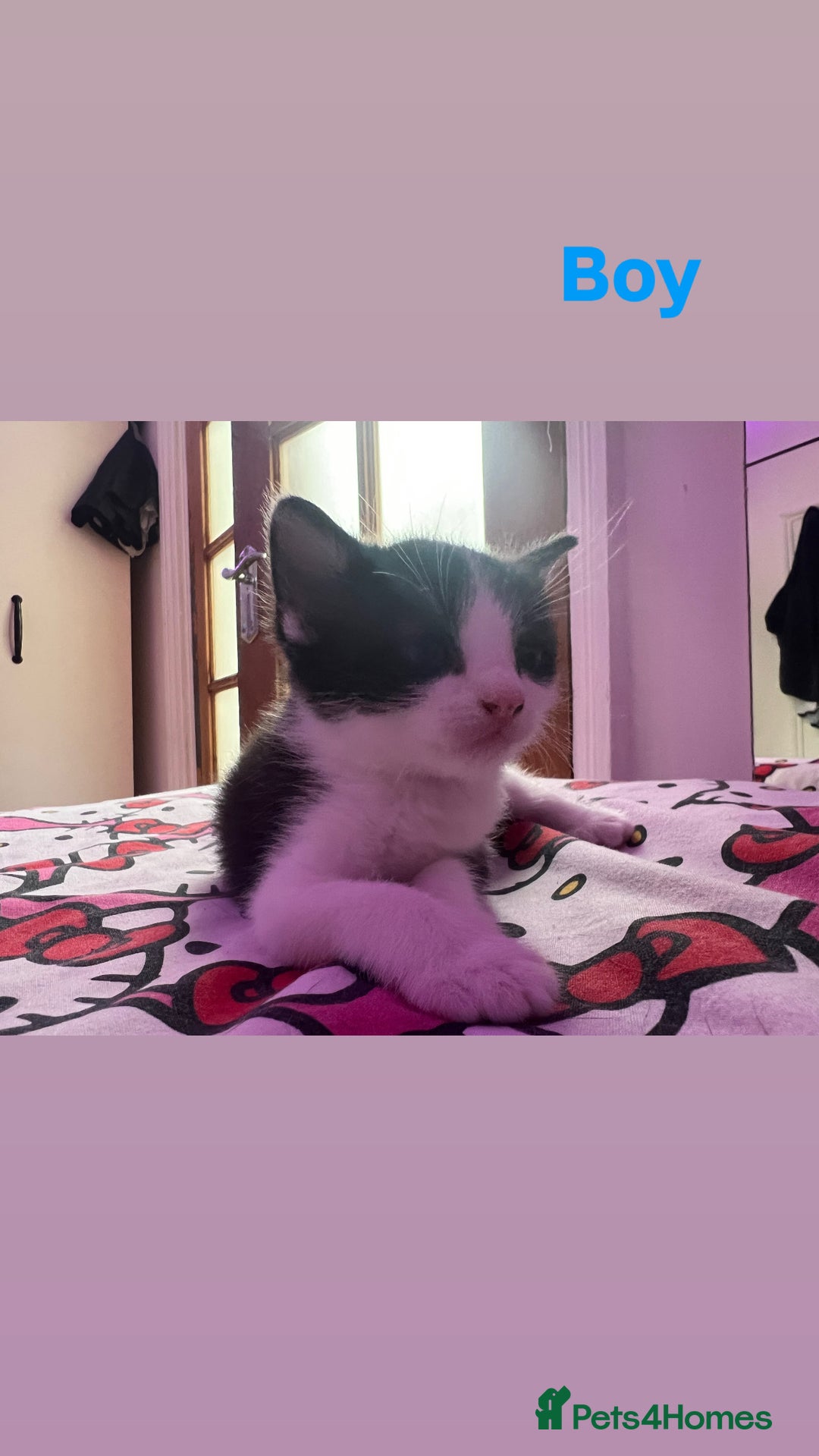Domestic Shorthair cats for sale: Beautiful Kittens For Sale!! - Image 3