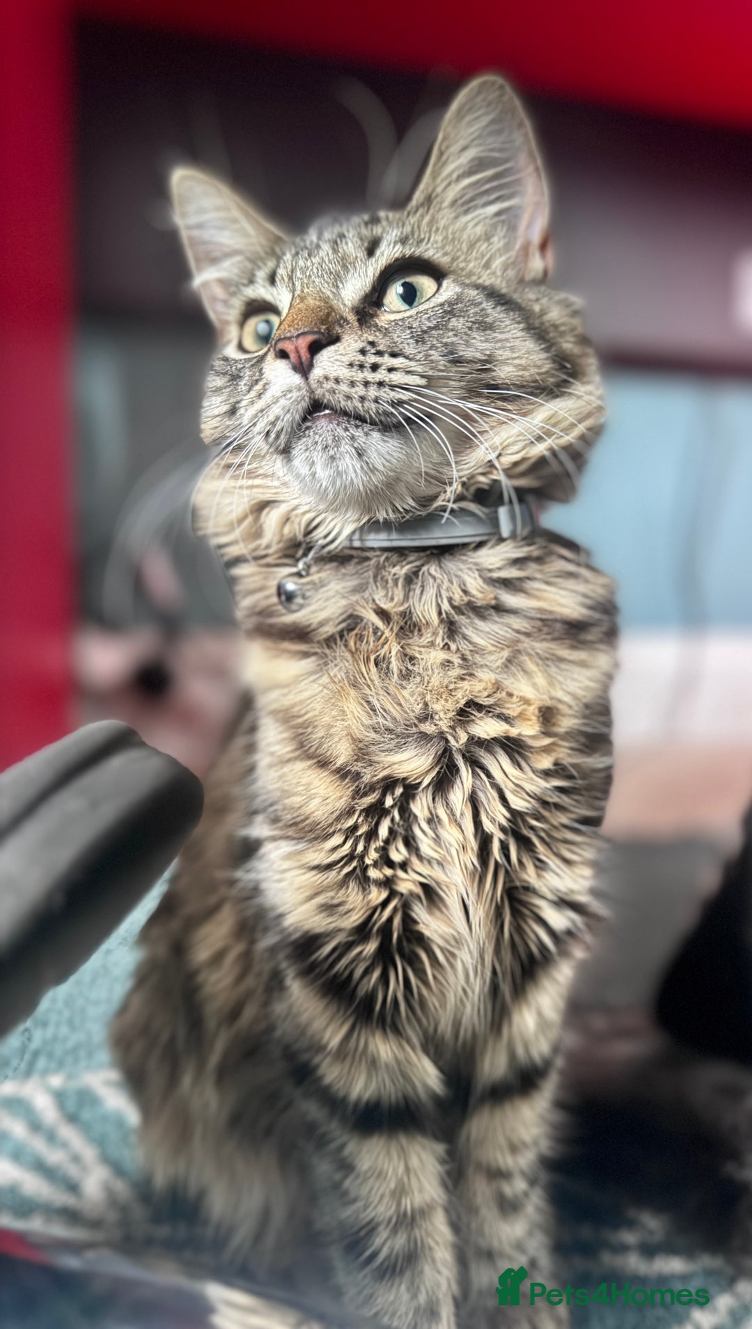 Mixed Breed cats for sale: Mixed breed 6 months old female kitten   - Advert 1