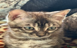 Bengal cats for sale: Snow and charcoal Bengals Registered - Image 3