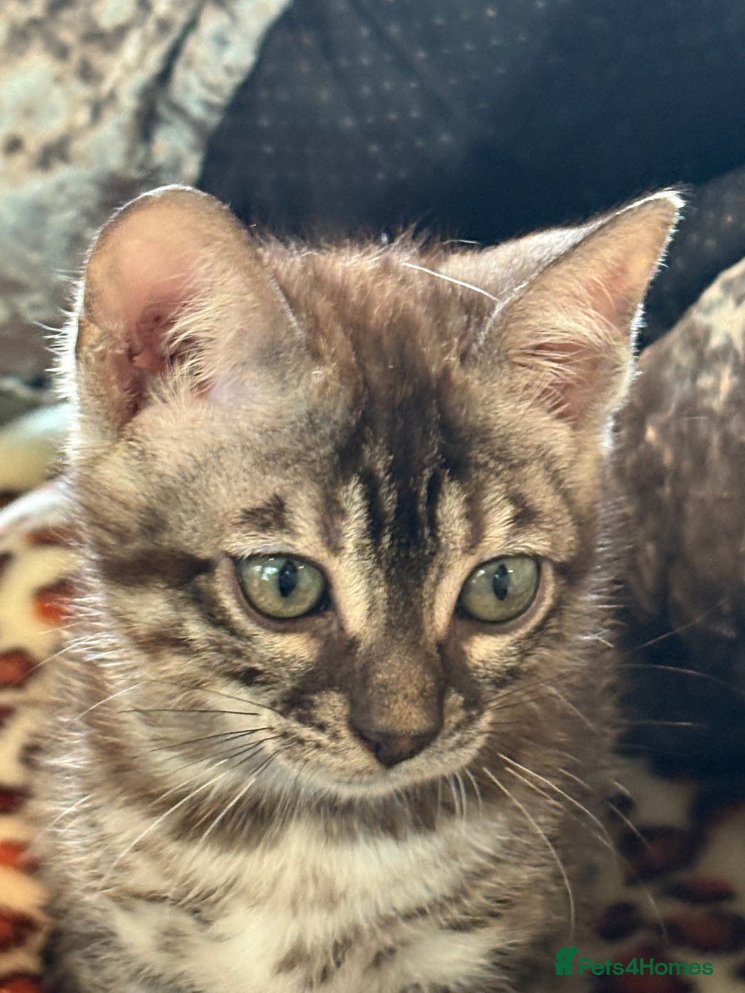 Bengal cats for sale: Snow and charcoal Bengals Registered - Image 3