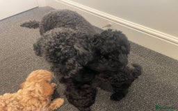 Toy Poodle dogs for sale: Tiny, champion bloodlines best pet homes only  - Image 8