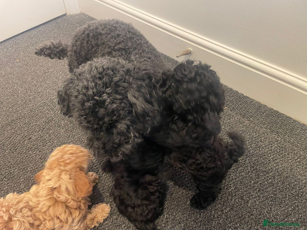 Toy Poodle dogs for sale: Tiny, champion bloodlines best pet homes only  - Image 8