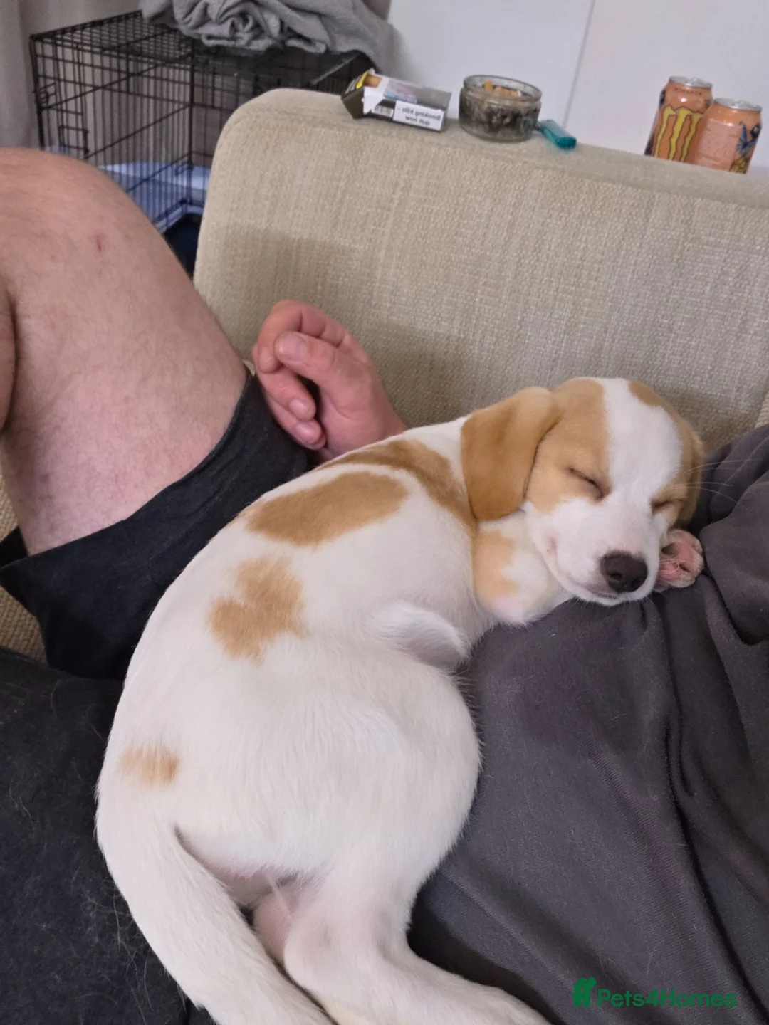 Jack Russell dogs for sale: 14 week old jack russell - Advert 2