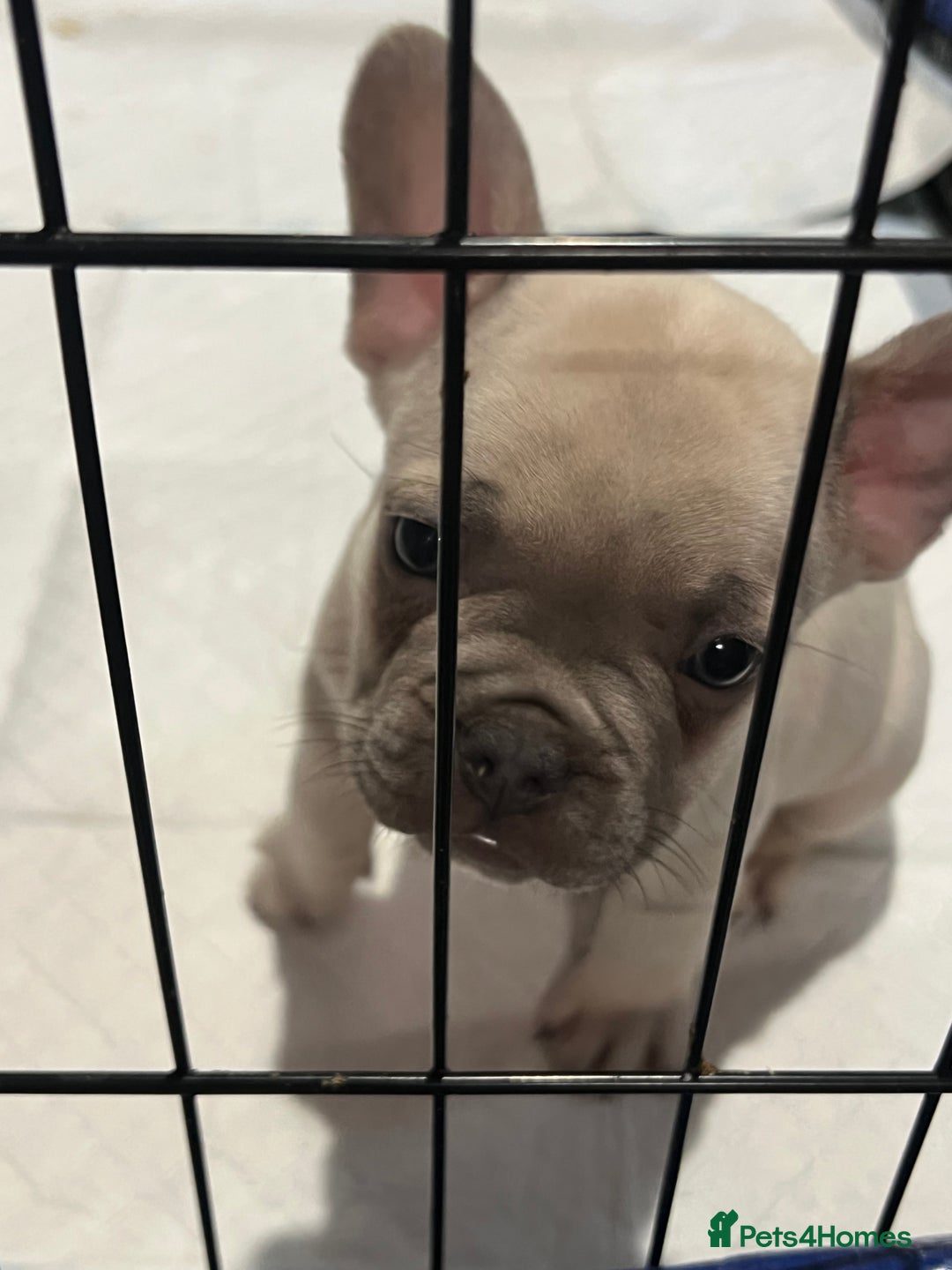 French Bulldog dogs for sale: 2 frenchies left ready to leave now (£850) - Image 4