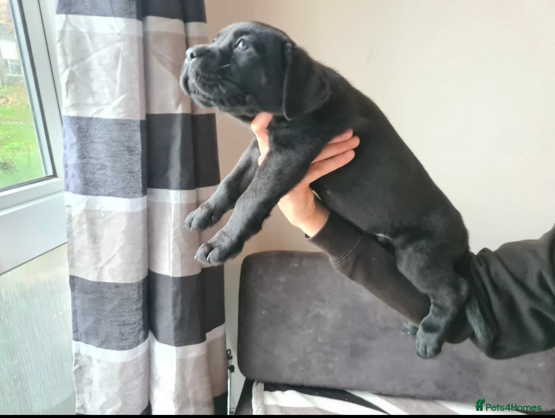 Cane Corso dogs for sale: Outstanding champion bloodline Cane Corso's - Advert 10