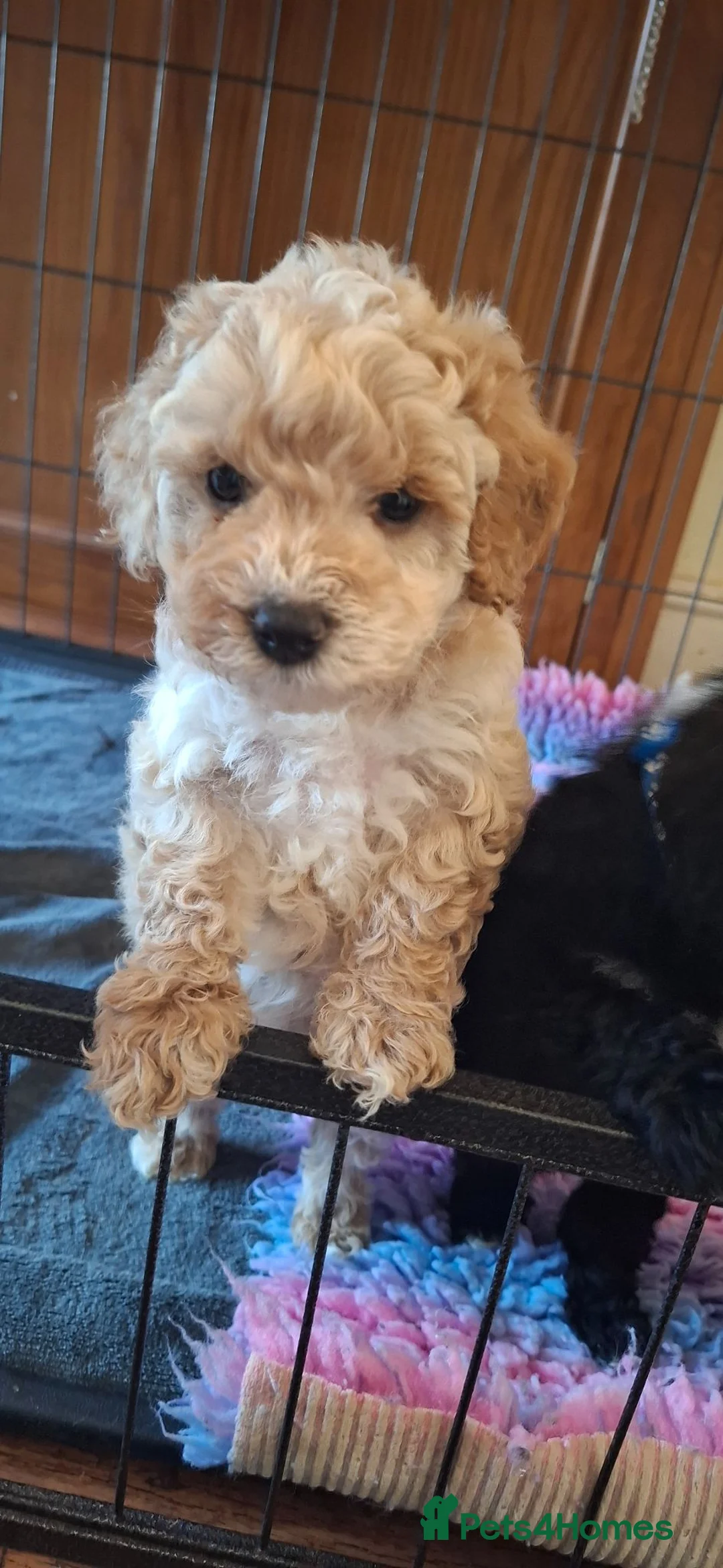 Lhasapoo dogs for sale: Gorgeous Lhachon/Poodle - Advert 23