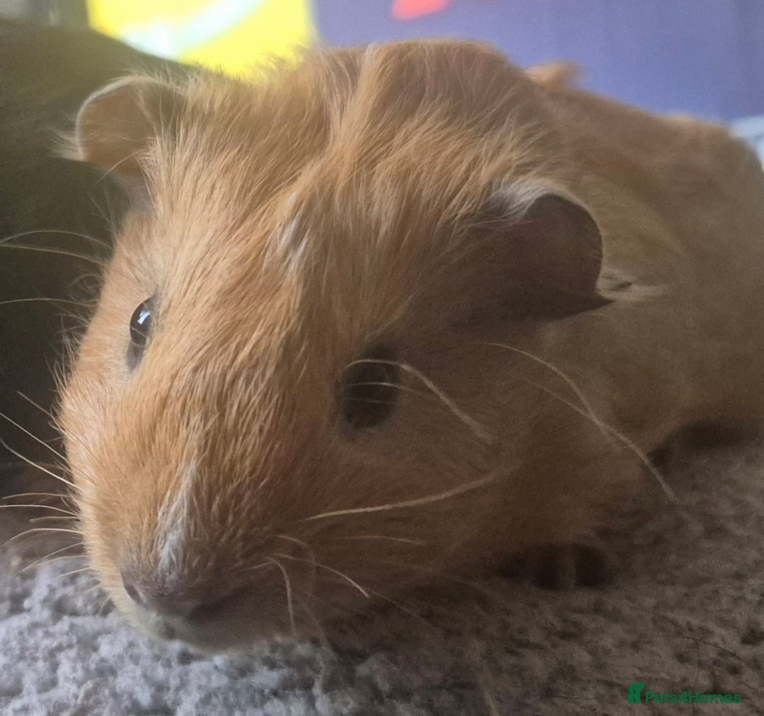 Guinea Pig rodents for sale: Guinea pigs - Image 2