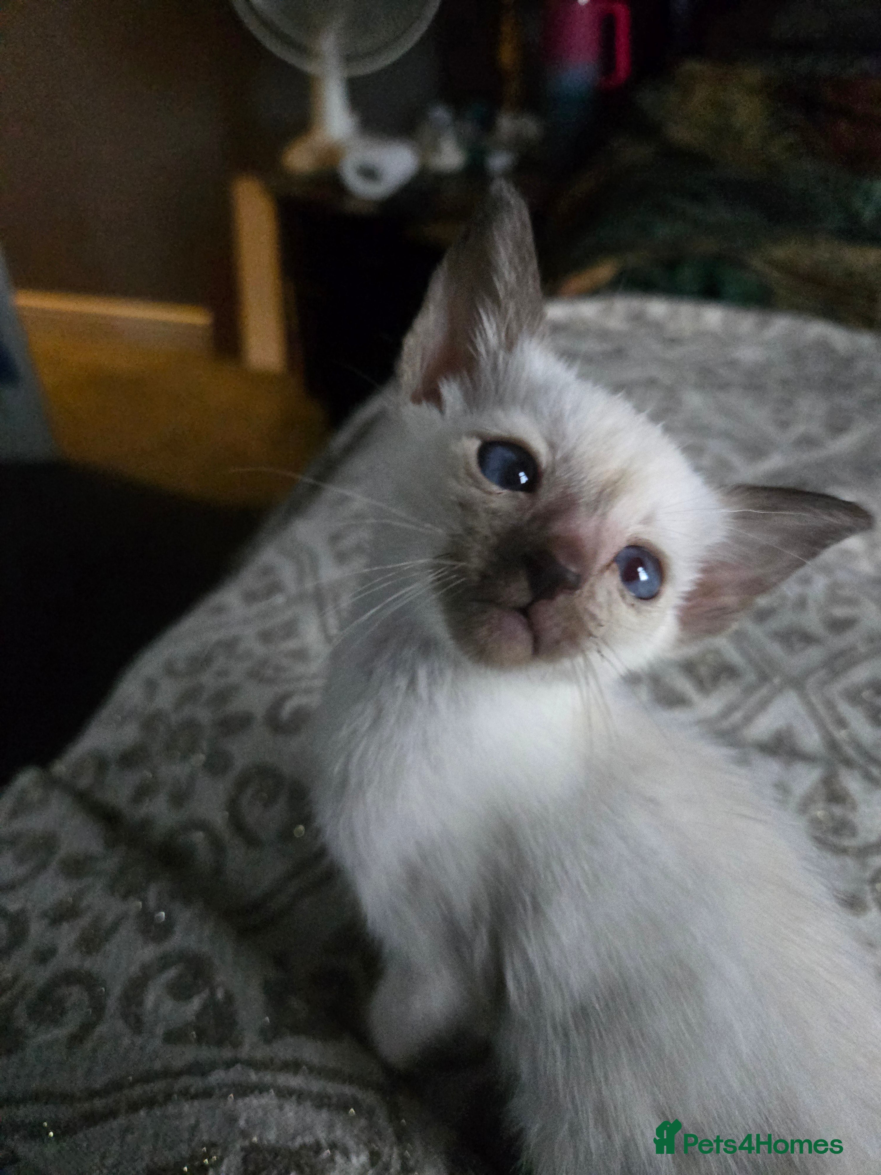 Siamese cats Only one c/point siamese little girl avaliable  - Advert 1