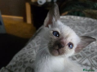 Siamese cats Only one c/point siamese little girl avaliable - Advert 4