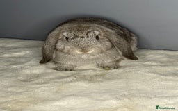 Mini Lop rabbits for sale: Mini lop - Image 5