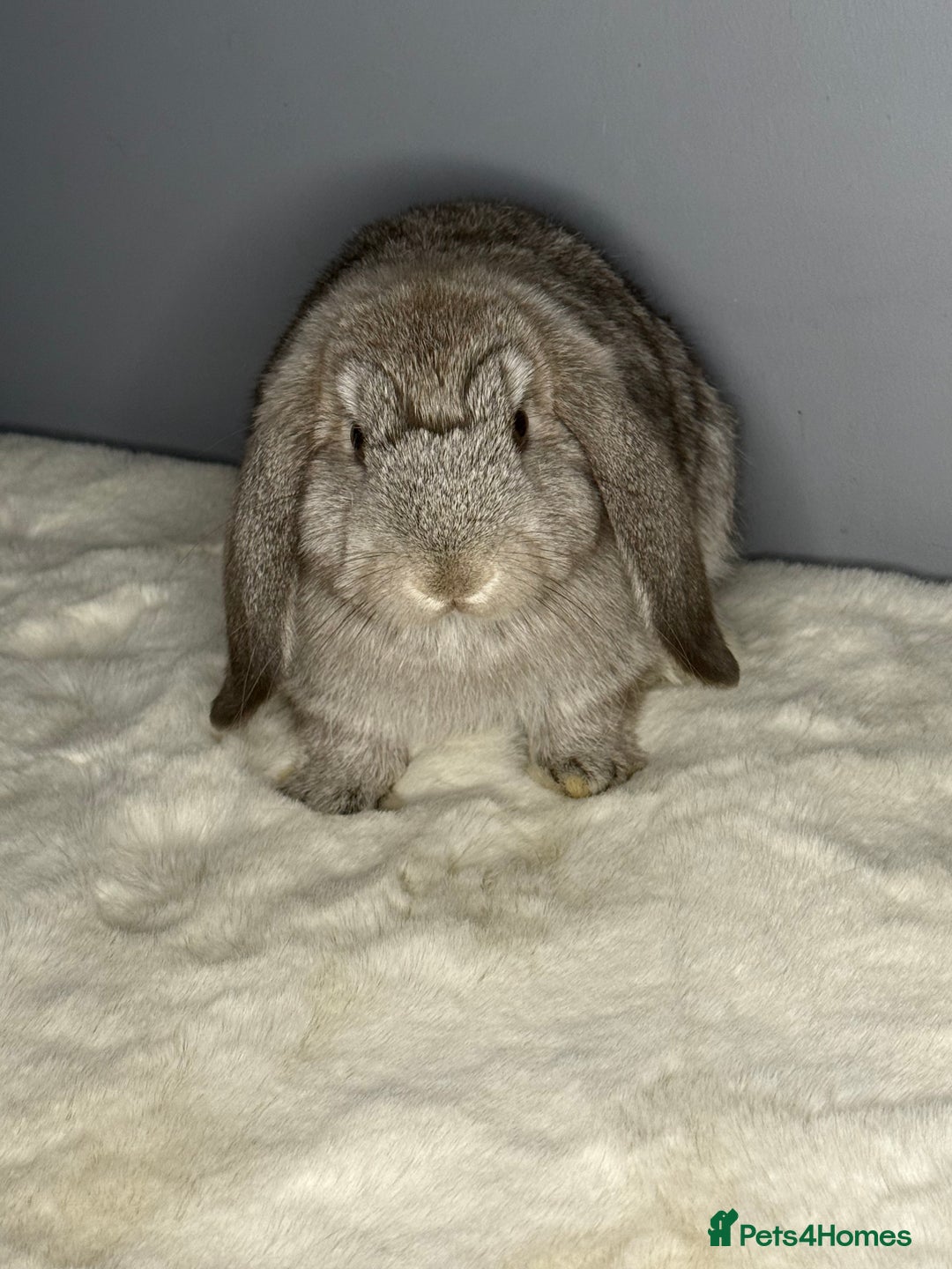 Mini Lop rabbits for sale: Mini lop - Image 5