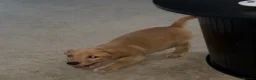 Labrador Retriever dogs for sale: 8 week Labrador retriever KC registered male - Advert 2