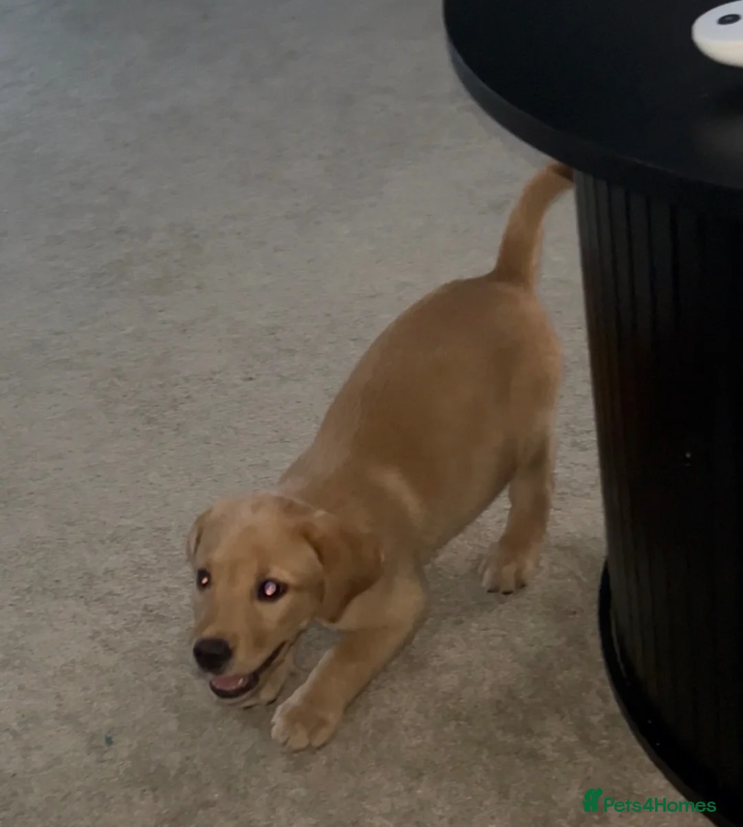 Labrador Retriever dogs for sale: 8 week Labrador retriever KC registered male - Advert 2