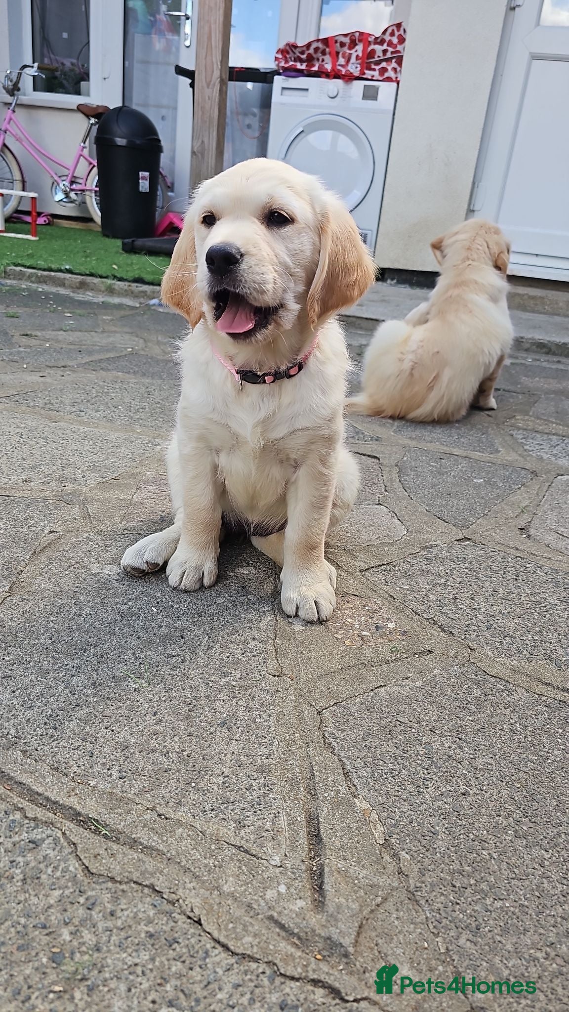 Golden Retriever dogs Ready to go now, fully vaccinated and microchipped - Advert 2