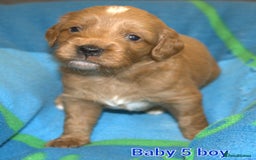 Mixed Breed dogs for sale: 4 boys 2 girls cavapoo x cockapoo puppies - Image 10