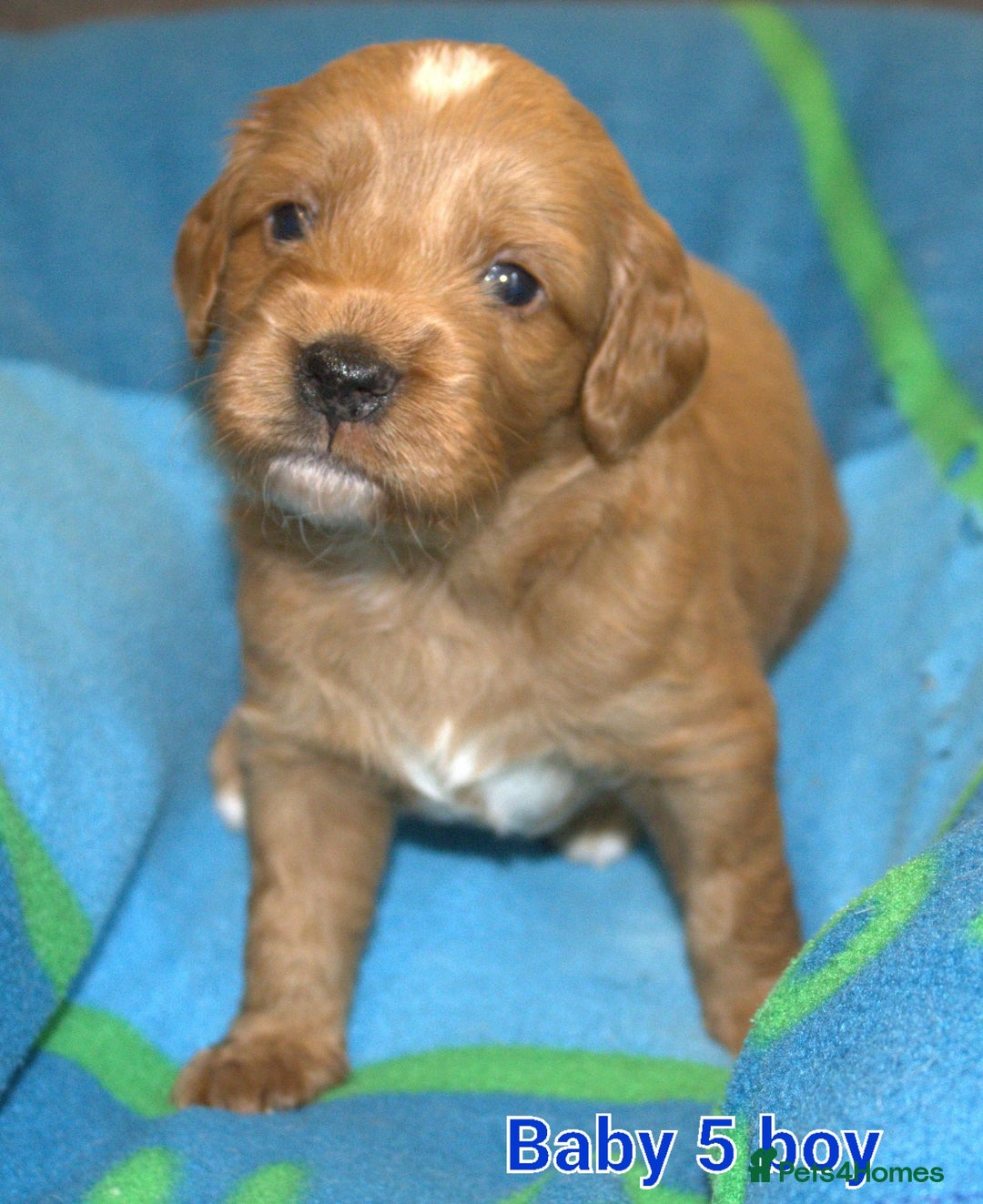 Mixed Breed dogs for sale: 4 boys 2 girls cavapoo x cockapoo puppies - Image 10