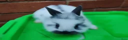 Lionhead rabbits for sale: Lionhead rabbit babies  - Advert 11