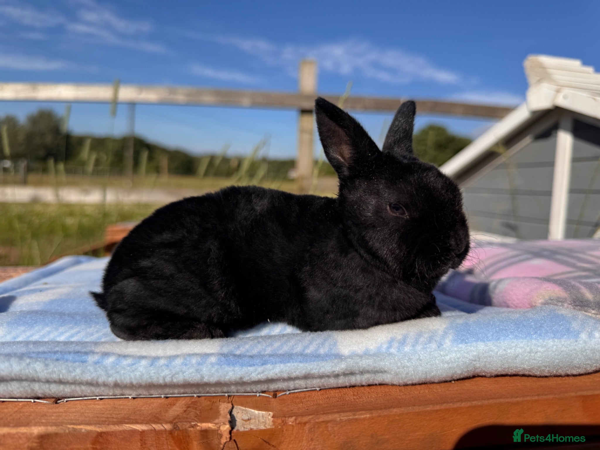 Rex rabbits Baby Pedigree mini Rex - vaccinated  - Advert 2