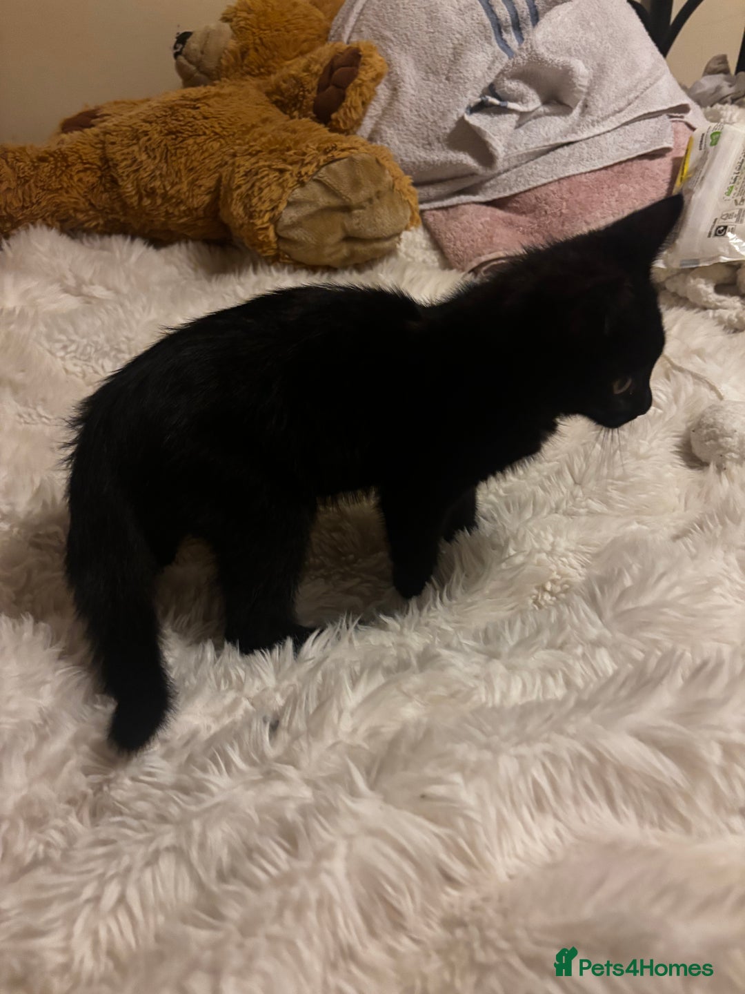 Mixed Breed cats for sale: Little Moggy Kitten for sale  - Image 4