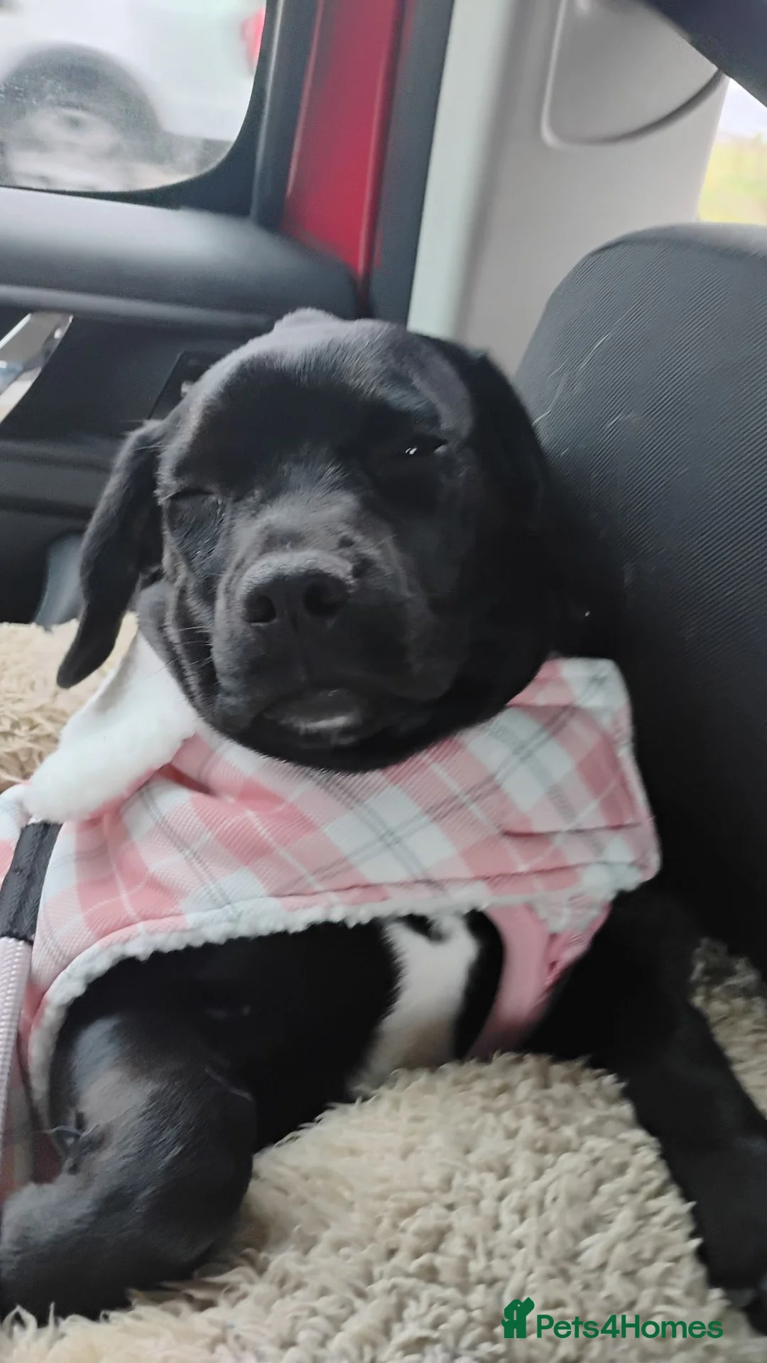 Mixed Breed dogs for sale: One loving frenchie spaniel in Warminster - Advert 5
