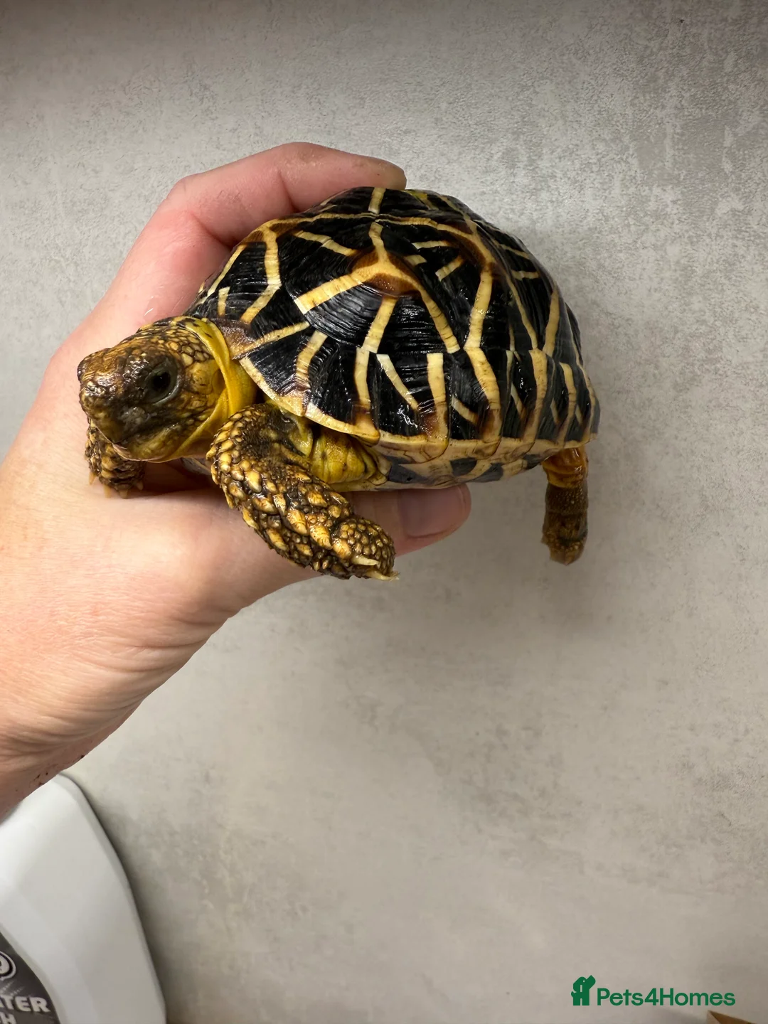 Tortoise reptiles for sale: Baby Indian star tortoises for sale  - Advert 1