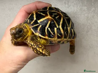 Tortoise reptiles Baby Indian star tortoises for sale - Advert 2