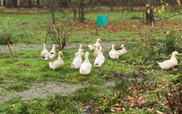 Ducks poultry for sale: Pekin Ducks, Pekin/Runner Ducks and Pekin Bantams - Advert 2