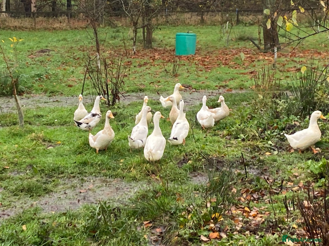 Ducks poultry for sale: Pekin Ducks, Pekin/Runner Ducks and Pekin Bantams - Advert 2