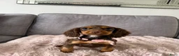 Cocker Spaniel dogs for sale: BEAUTIFUL CHOC AND TAN COCKER PUPS READY NOW!  - Advert 22