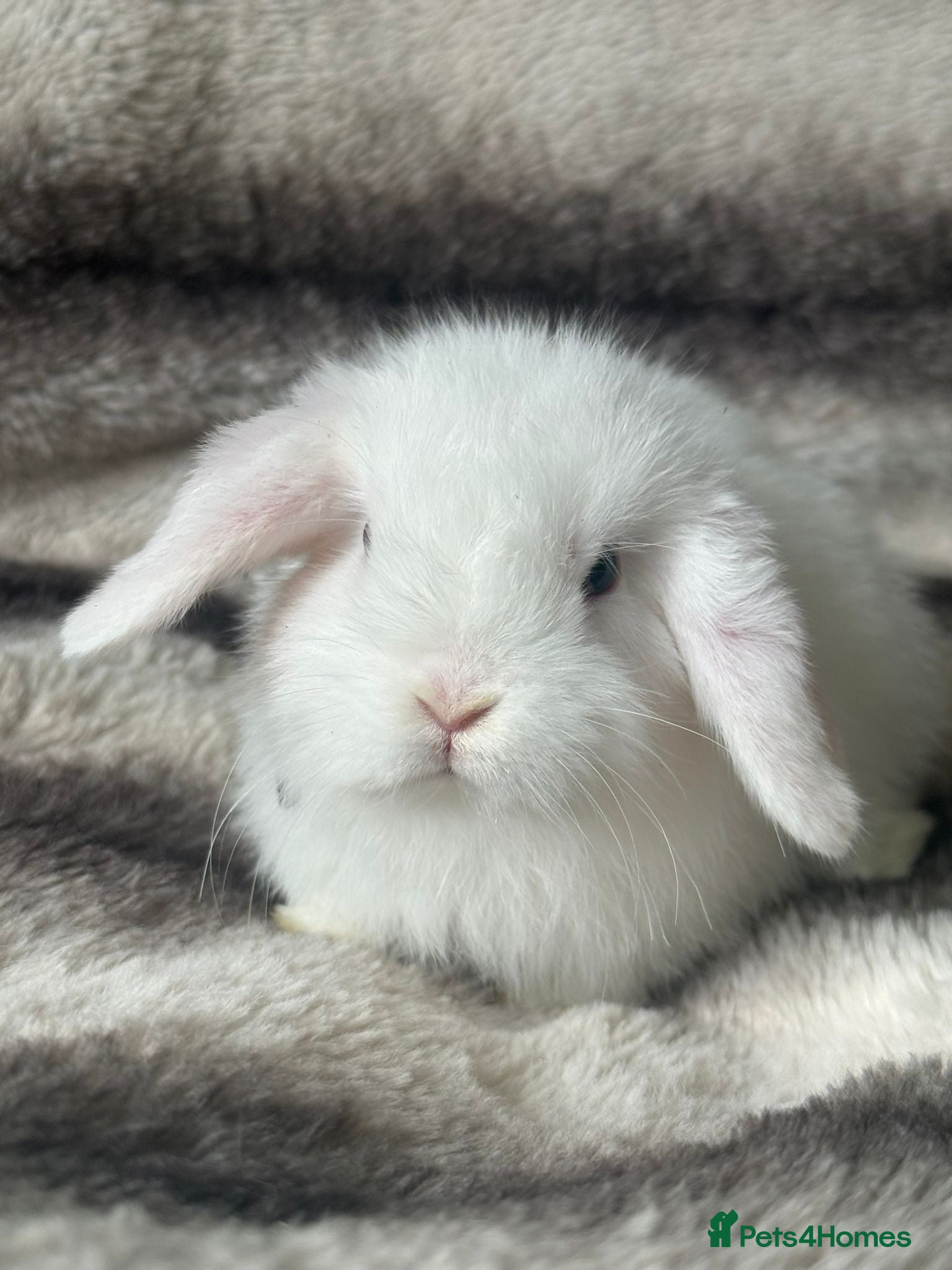 Mini Lop rabbits Blue eyed white REDUCED pure bred show quality   - Advert 2