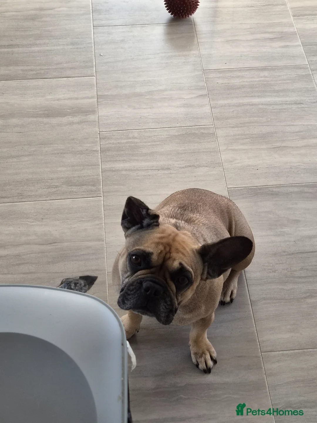 French Bulldog dogs for sale: FRENCH BULLDOGS  in Coalville - Advert 10