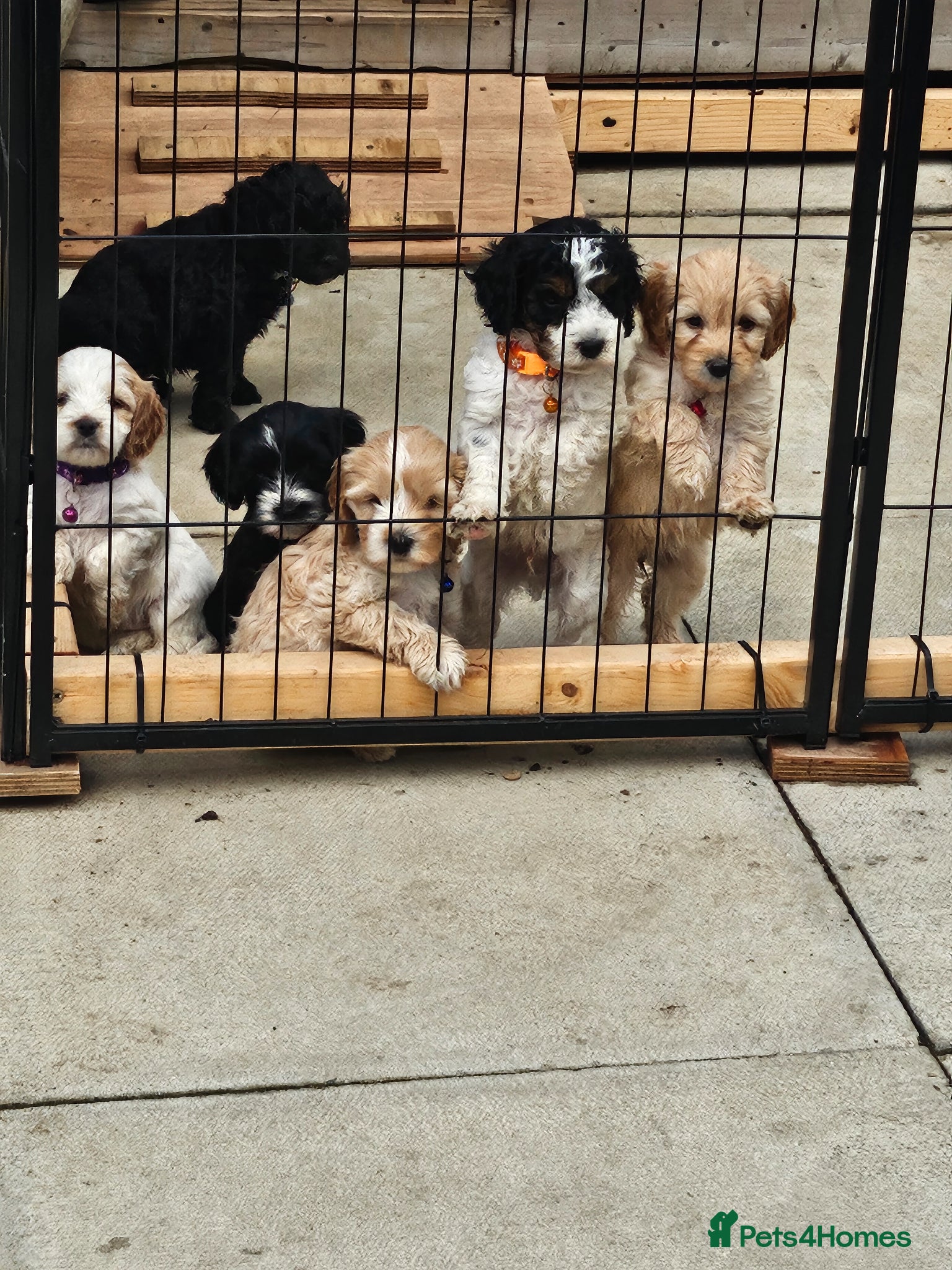 Cockapoo dogs 7 beautiful little cockerpoo puppies 🐶🐶 - Advert 1