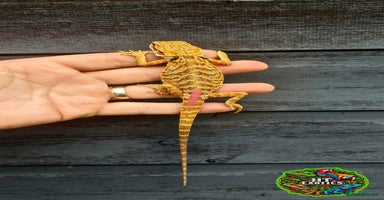 Bearded Dragon reptiles - Advert 11