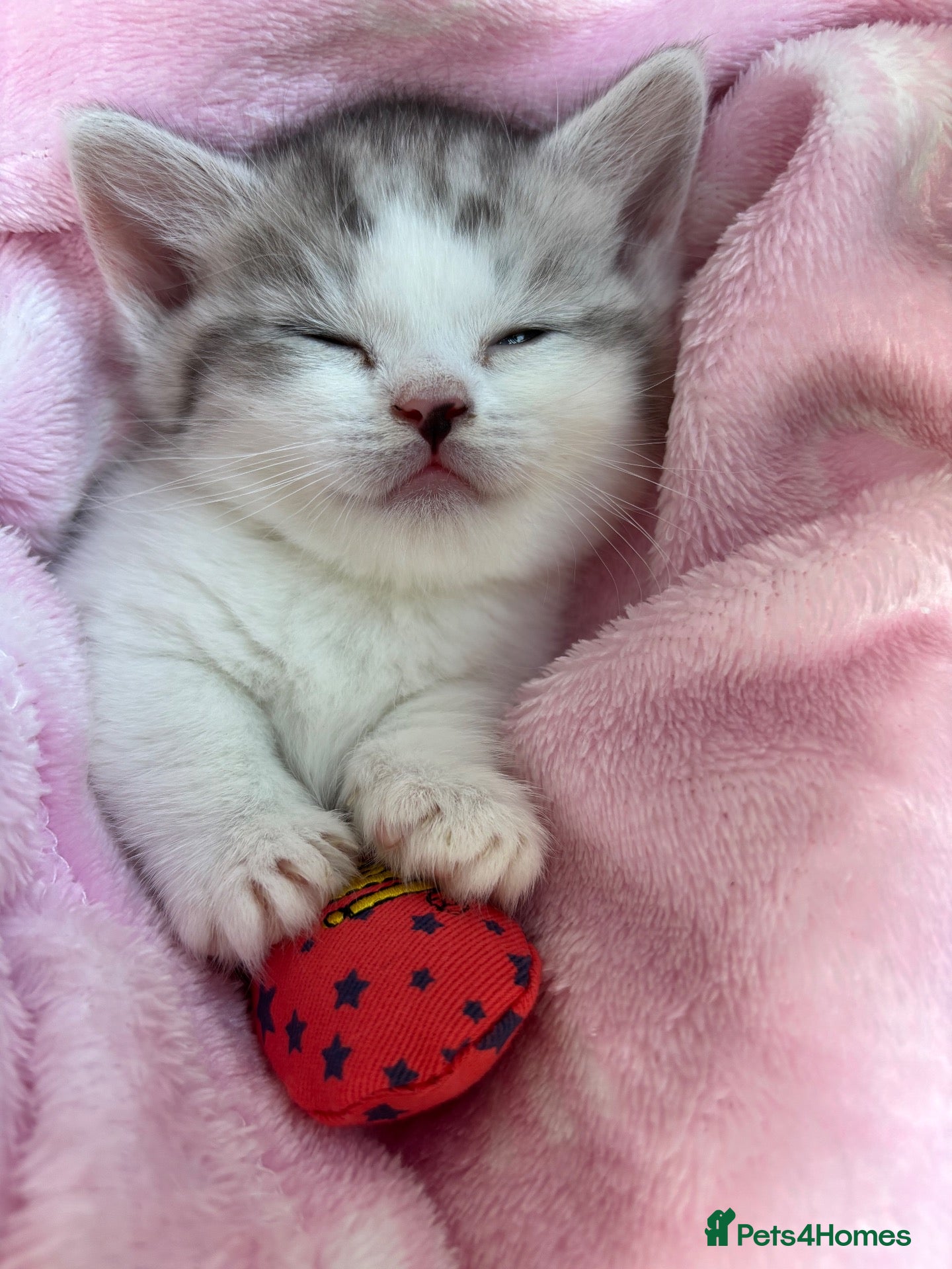 Mixed Breed cats ✨ **A Truly Special Tiny BSH Munchkin Girl** ✨ - Advert 22